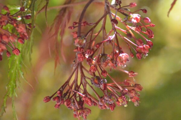 Acer palmatum var. dissectum atropurpureum ′Ever Red′ - Flower