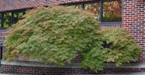 Acer palmatum var. dissectum atropurpureum ′Ever Red′ - Overall Tree in Summer
