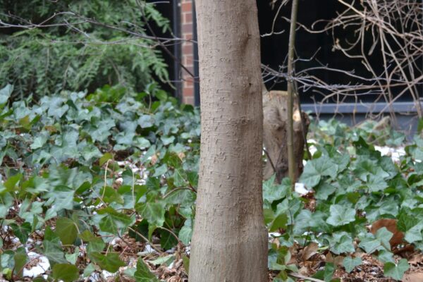 Acer palmatum var. dissectum atropurpureum ′Ever Red′ - Bark