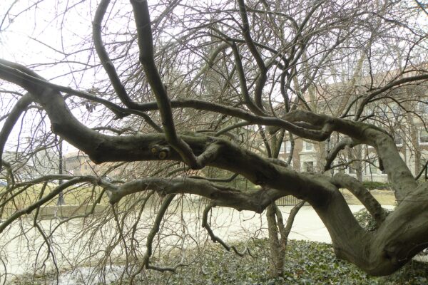 Acer palmatum var. dissectum atropurpureum ′Ever Red′ - Bark - Winter Interest