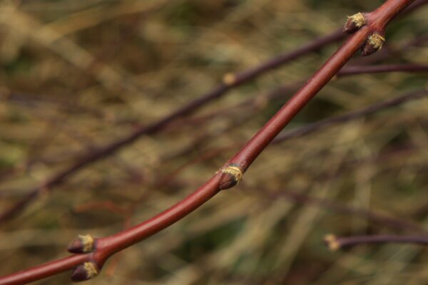 Acer palmatum var. dissectum atropurpureum ′Ever Red′ - Buds
