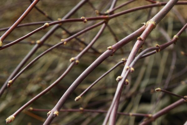 Acer palmatum var. dissectum atropurpureum ′Ever Red′ - Buds