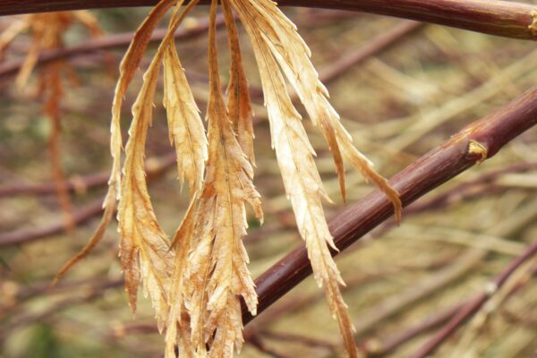 Acer palmatum var. dissectum atropurpureum ′Ever Red′ - Old Leaf