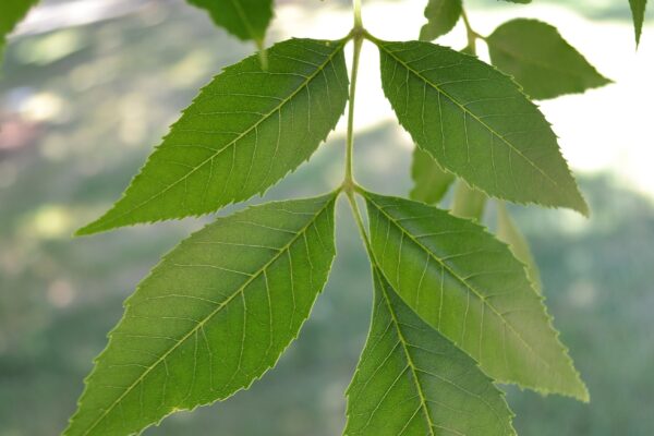 Fraxinus pennsylvanica - Foliage