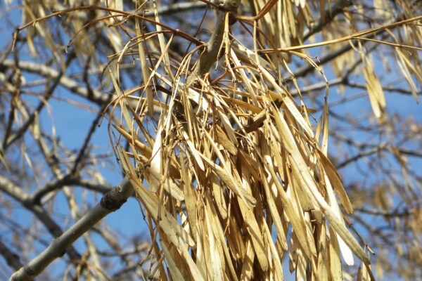 Fraxinus pennsylvanica - Old Fruit