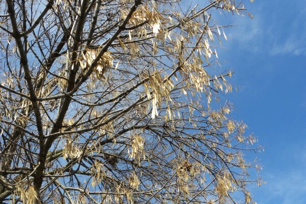 Fraxinus pennsylvanica - Winter Interest