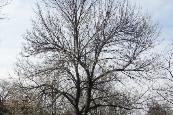 Fraxinus pennsylvanica - Tree in Winter