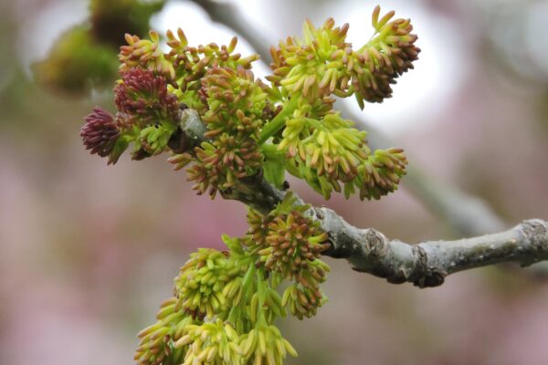 Fraxinus pennsylvanica - Flowers