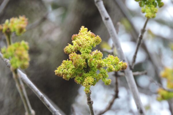 Fraxinus pennsylvanica - Flowers