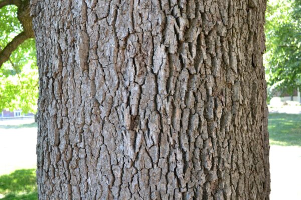 Fraxinus pennsylvanica - Bark