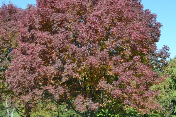 Fraxinus pennsylvanica - Fall Color