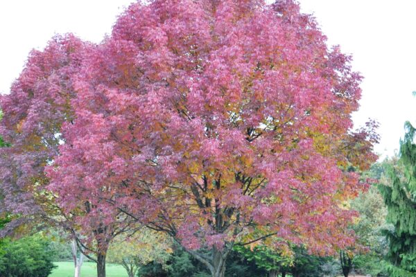 Fraxinus pennsylvanica - Fall Color