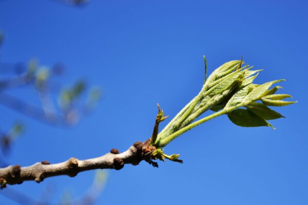 Fraxinus pennsylvanica - Emerging Foliage & Buds