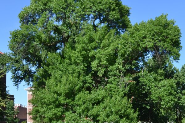 Fraxinus pennsylvanica - Overall Habit