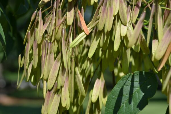 Fraxinus pennsylvanica - Fruit