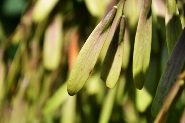 Fraxinus pennsylvanica - Fruit