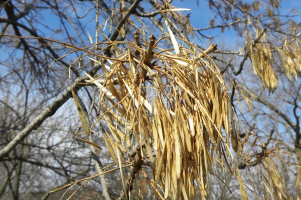 Fraxinus pennsylvanica - Old Fruit