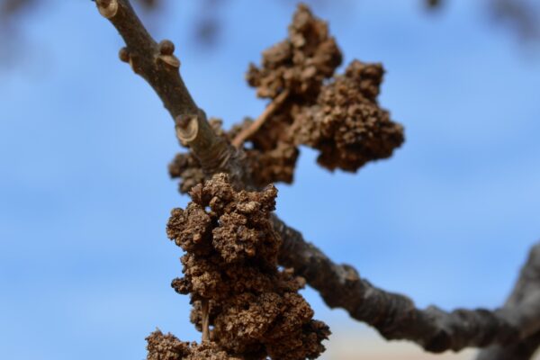 Fraxinus pennsylvanica ′Cimmzam′ [sold as Cimmaron®] - Buds and Remnant Flowers