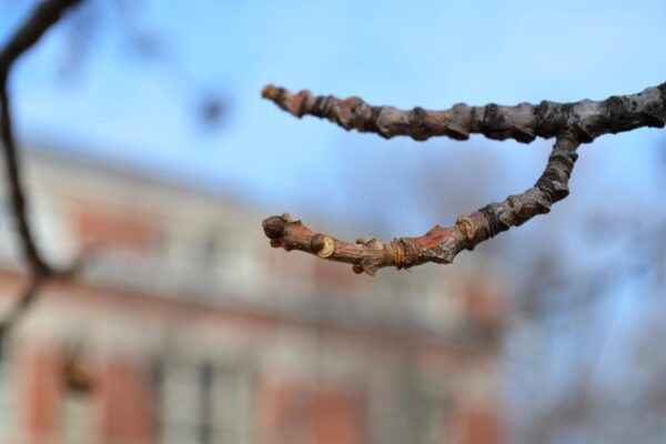 Fraxinus pennsylvanica ′Cimmzam′ [sold as Cimmaron®] - Buds