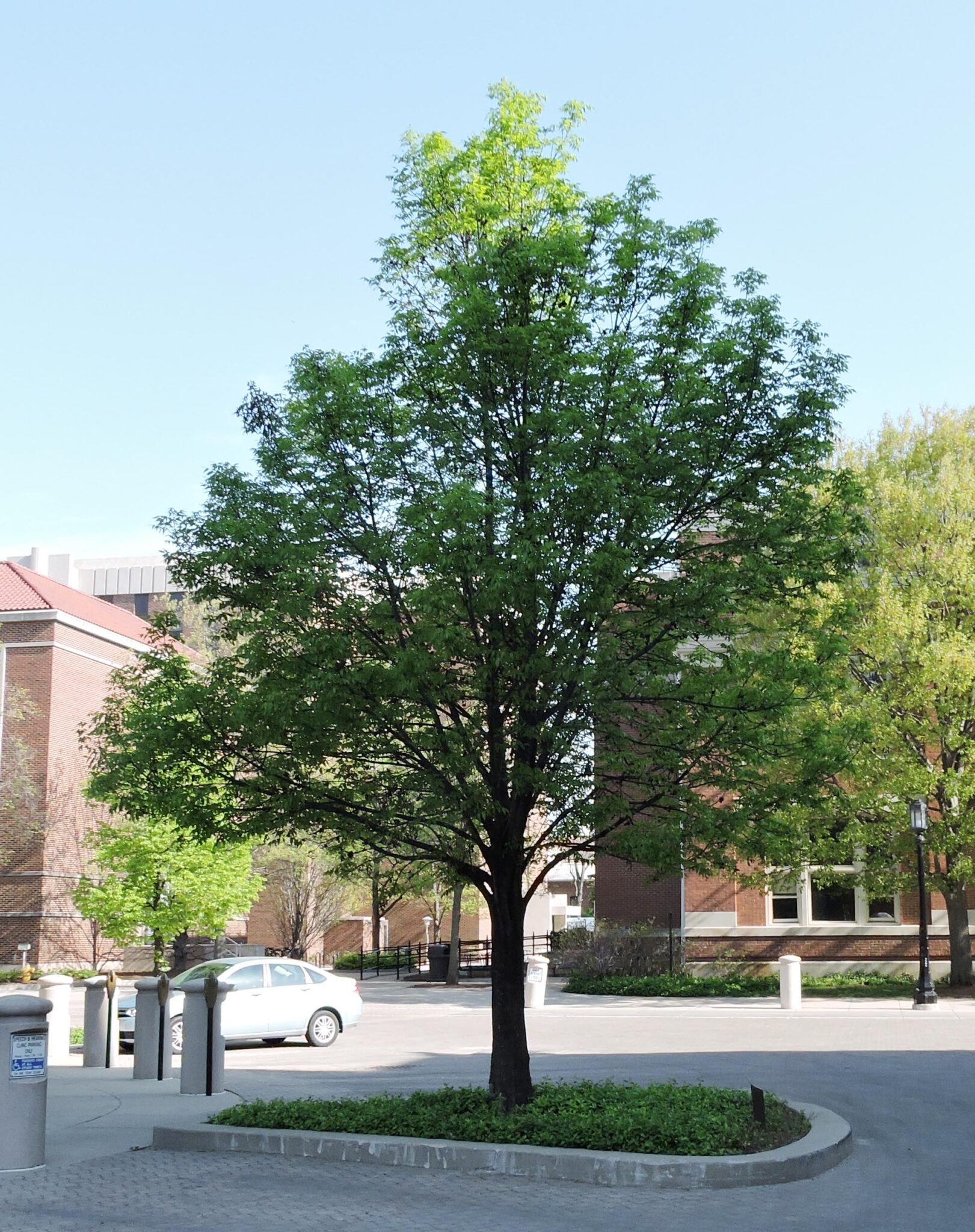 Fraxinus pennsylvanica 'Cimmzam' [sold as Cimmaron®] – Purdue