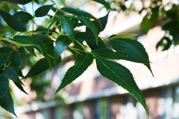 Fraxinus pennsylvanica ′Marshall’s Seedless′ - Leaf