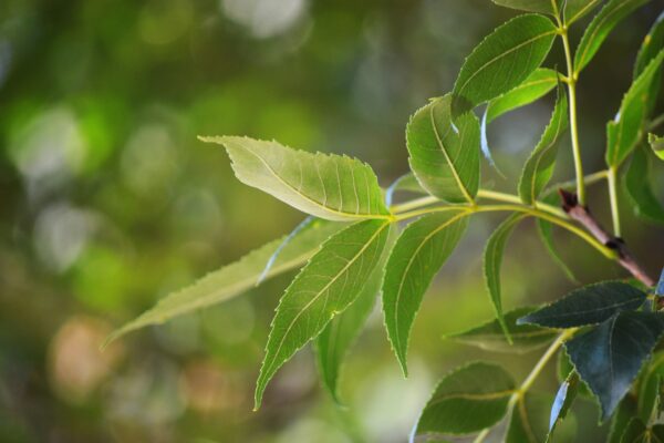 Fraxinus pennsylvanica ′Marshall’s Seedless′ - Leaf