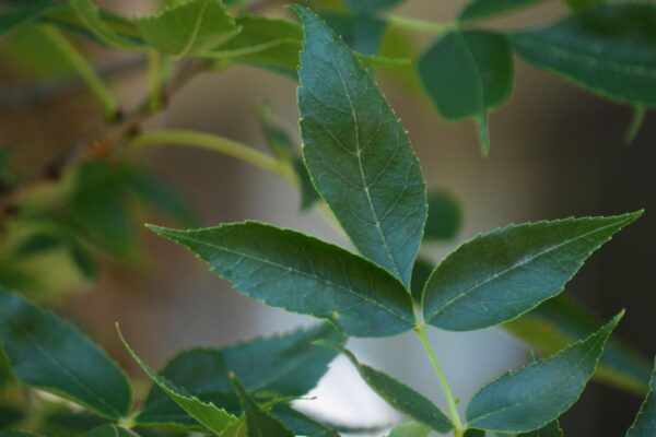 Fraxinus pennsylvanica ′Marshall’s Seedless′ - Leaves