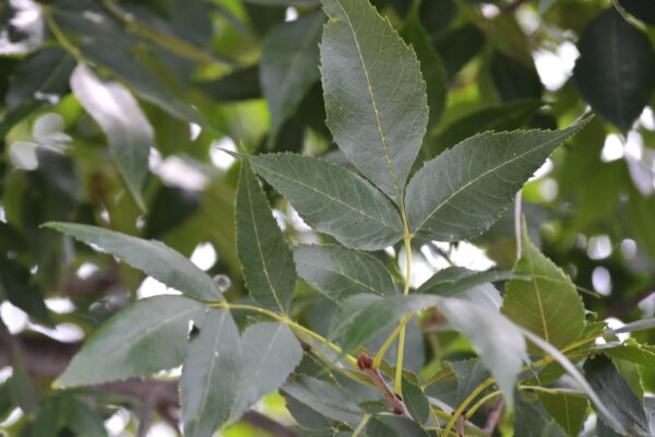 Fraxinus pennsylvanica ′Patmore′ - Foliage