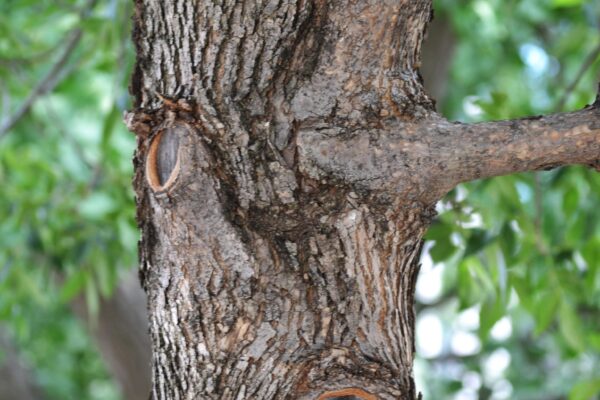 Fraxinus pennsylvanica ′Patmore′ - Bark
