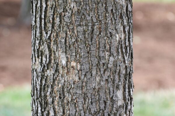 Fraxinus pennsylvanica ′Patmore′ - Bark