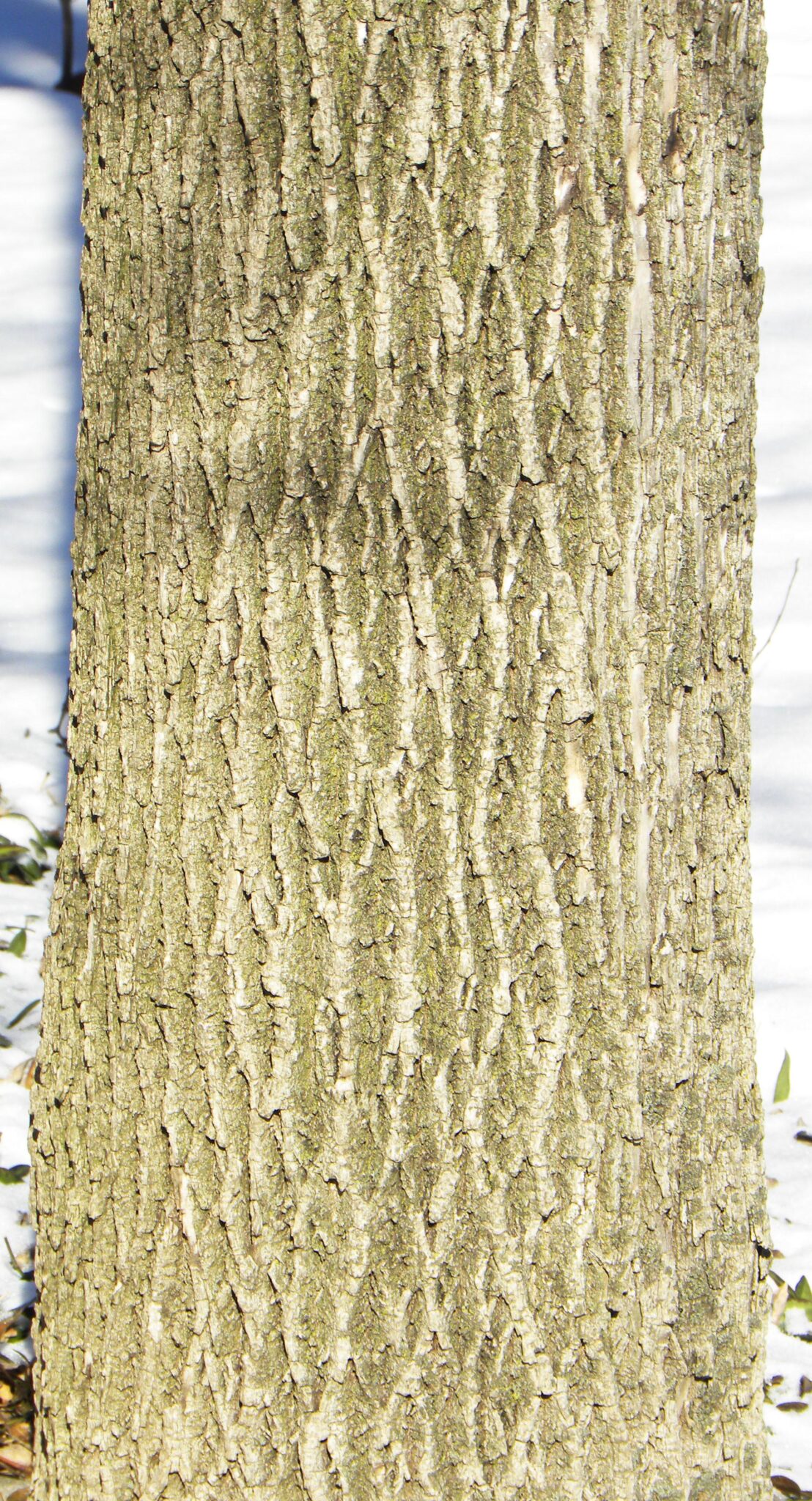 Fraxinus pennsylvanica 'Summit' – Purdue Arboretum Explorer