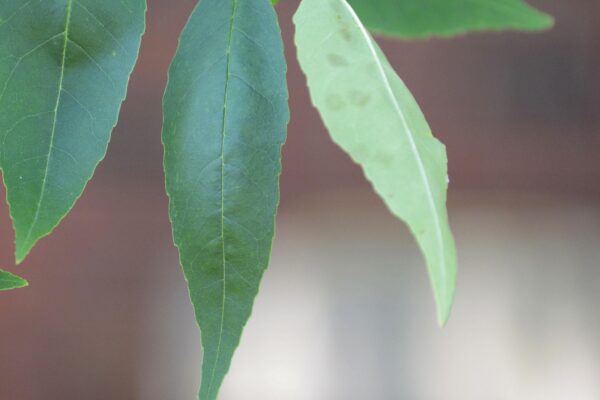 Fraxinus pennsylvanica ′Summit′ - Leaf