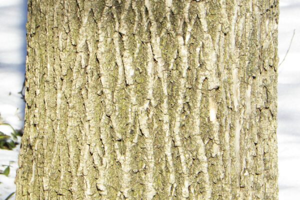 Fraxinus pennsylvanica &prime;Summit&prime; - Bark