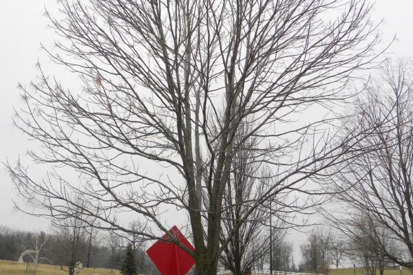 Fraxinus pennsylvanica [sold as Urbanite®] - Winter Habit