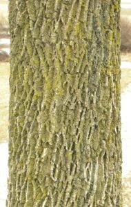 Fraxinus pennsylvanica [sold as Urbanite®] - Bark