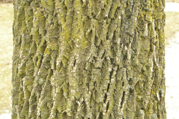 Fraxinus pennsylvanica [sold as Urbanite®] - Bark