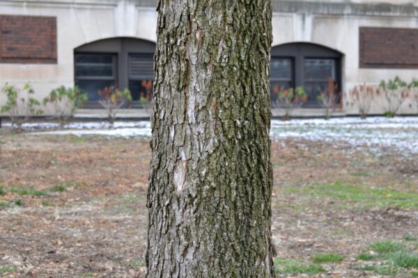 Fraxinus quadrangulata - Bark