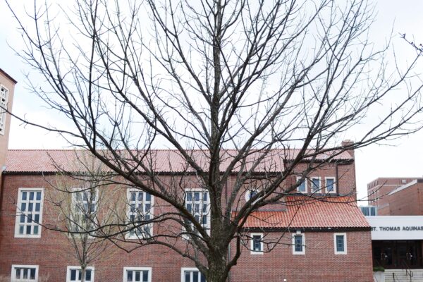 Fraxinus quadrangulata - Winter Habit