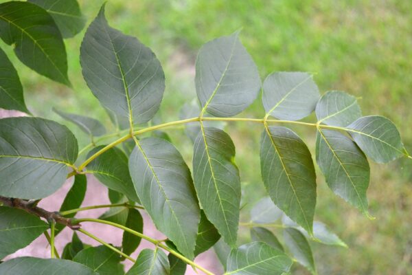 Fraxinus quadrangulata - Leaf