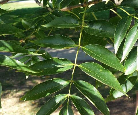 Fraxinus quadrangulata - Leaf