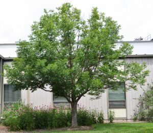 Fraxinus quadrangulata - Overall Habit