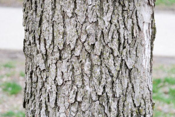 Fraxinus quadrangulata - Bark