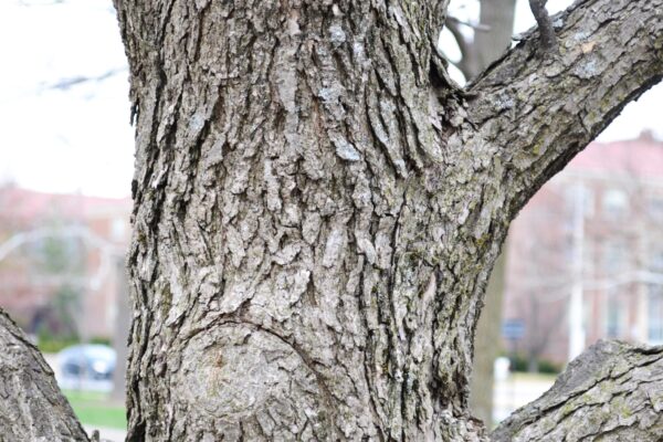 Fraxinus quadrangulata - Bark