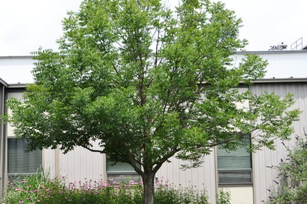 Fraxinus quadrangulata - Overall Habit