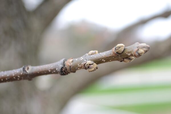 Fraxinus quadrangulata - Buds