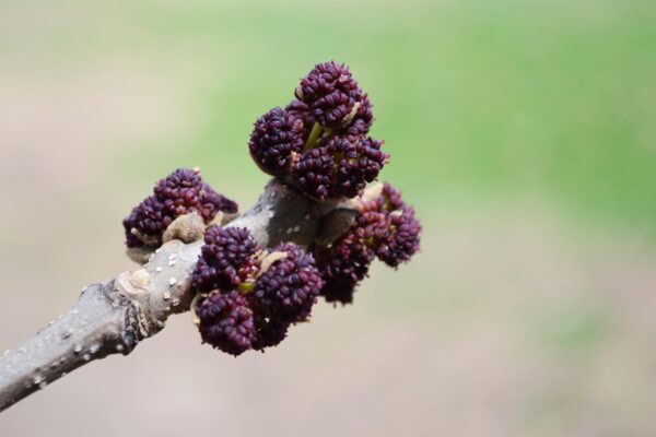 Fraxinus quadrangulata - Flowers