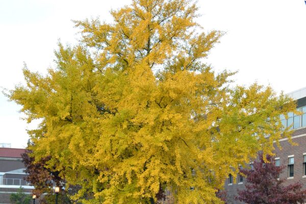 Ginkgo biloba - Fall Color