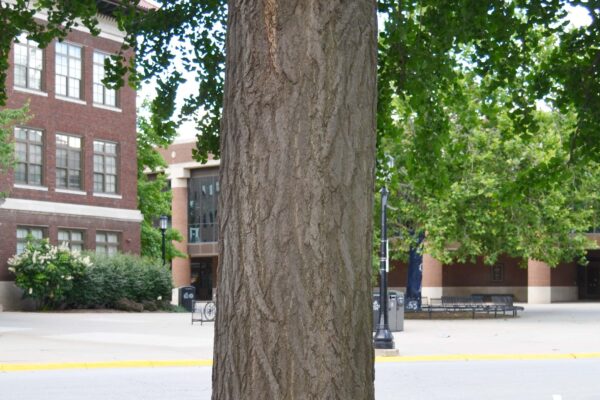 Ginkgo biloba - Bark