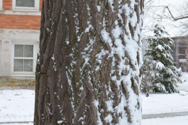 Ginkgo biloba - Winter Interest