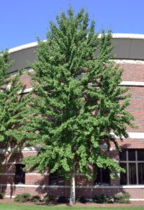 Ginkgo biloba - Overall Habit